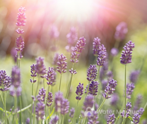watermark opacity can affect the effectiveness of the watermark.
