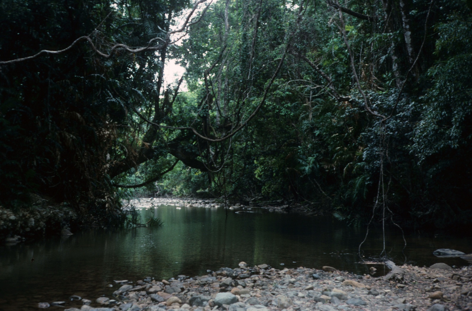 Lush green canopy of the Daintree Rainforest in Far North Queensland, the oldest continuous rainforest on earth