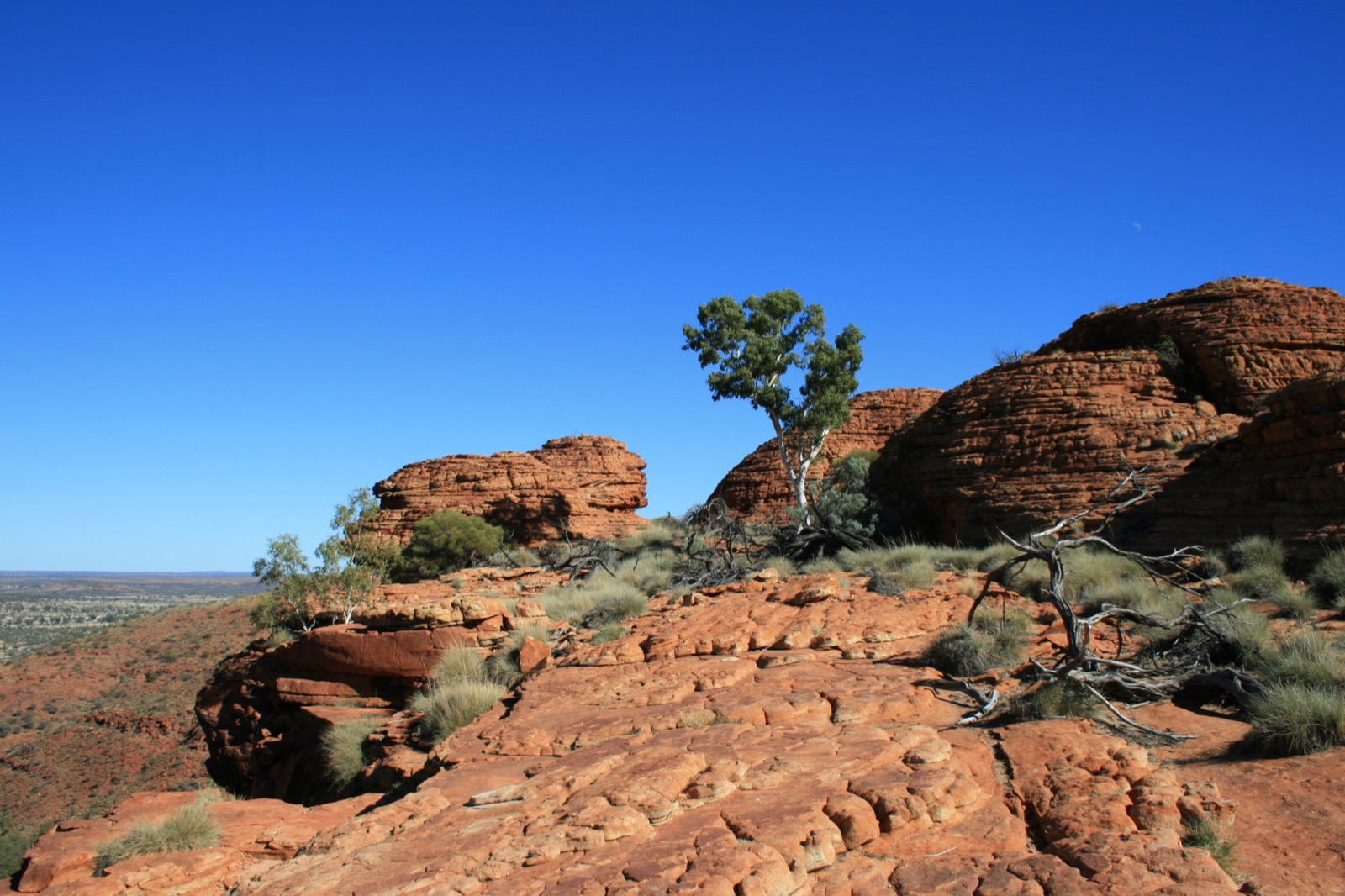 The red sandstone walls of Kings Canyon (Watarrka) at dawn, Northern Territory